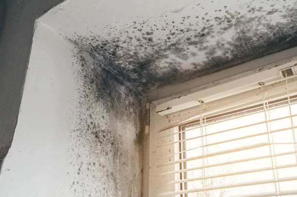Affordable Mold Inspection And Testing solutions in Riverdale, MD